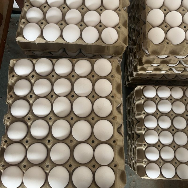 白壳鸡蛋粉壳鸡蛋红壳鸡蛋