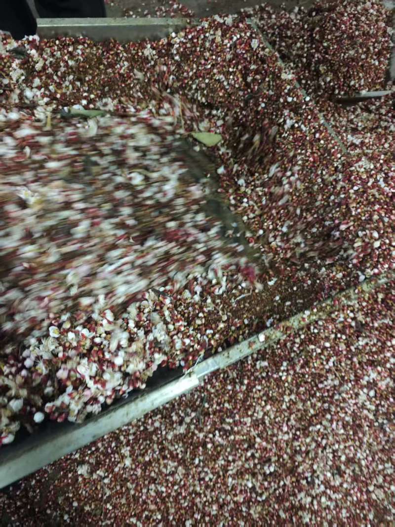 河北赵县梨花粉产地直发品质保证欢迎来电选购
