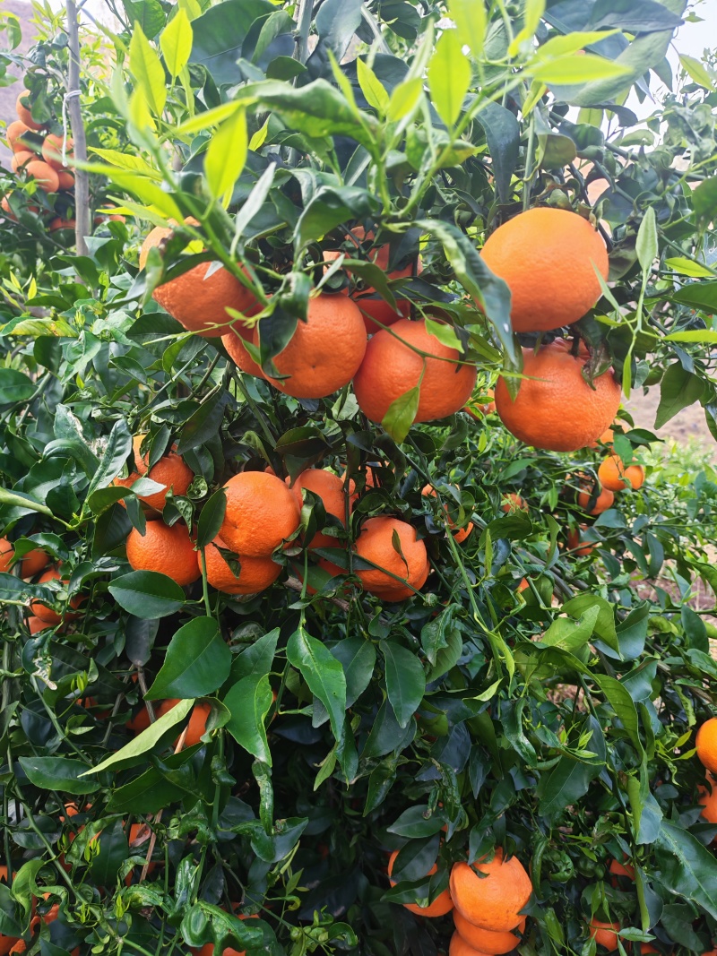 云南高山沃柑