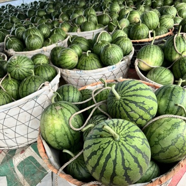 广东汕尾海丰小凤黄金产地的农友特小凤，6斤打底