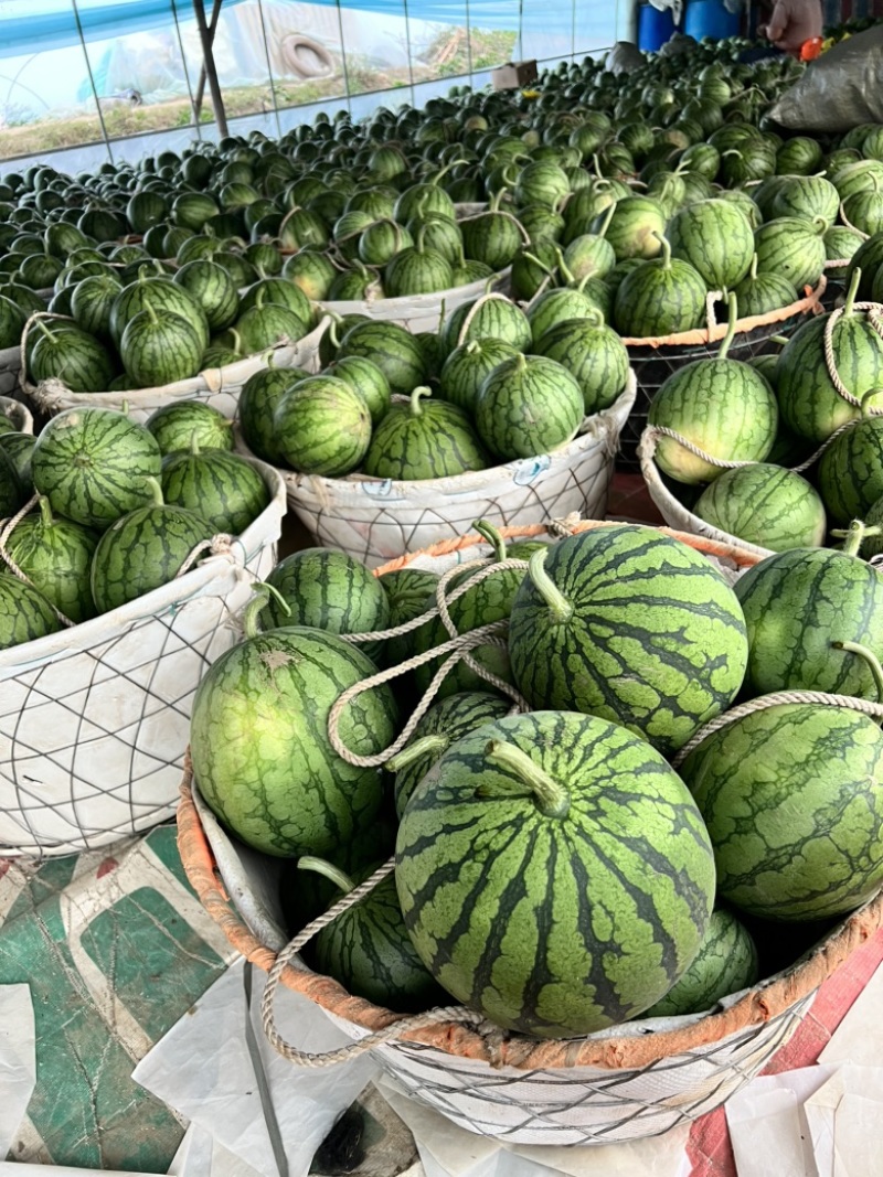 广东汕尾海丰小凤黄金产地的农友特小凤，6斤打底