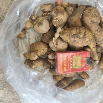 金果榄出售，