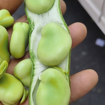 浙江蚕豆大量开始