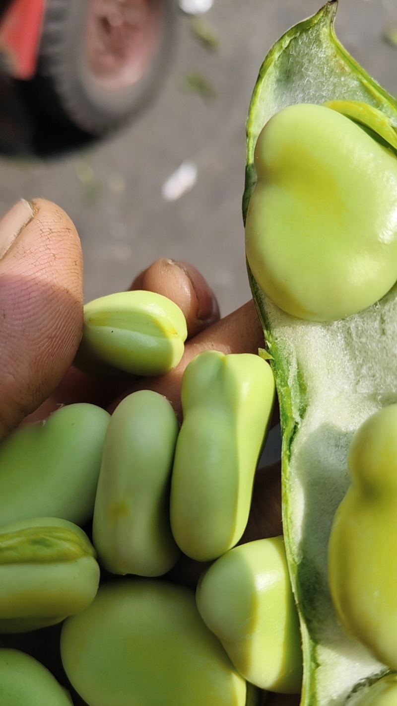 浙江蚕豆大量开始