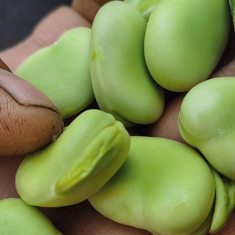 福建蚕豆大量
