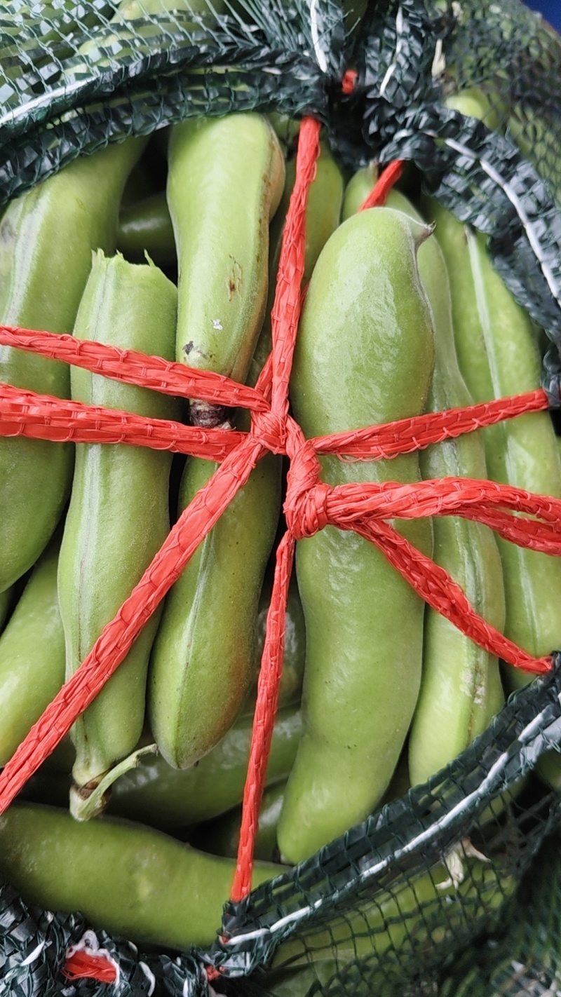 福建蚕豆大量