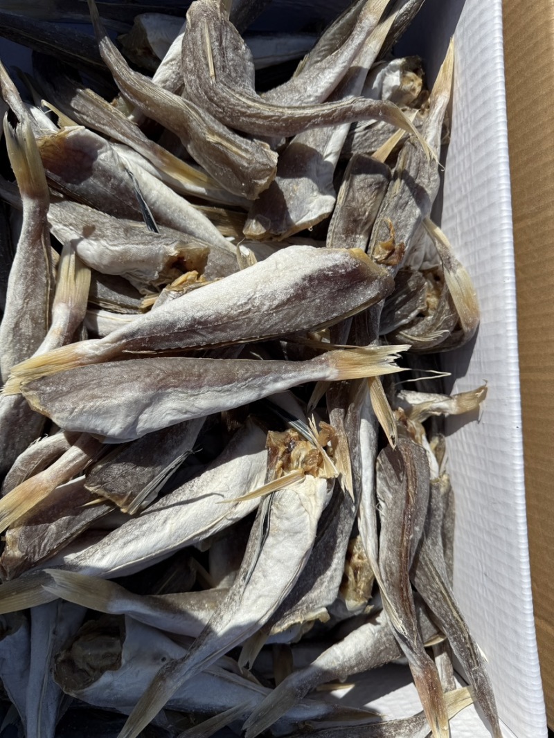 淡干红头鱼，红娘子鱼，去头去内脏，工厂直供