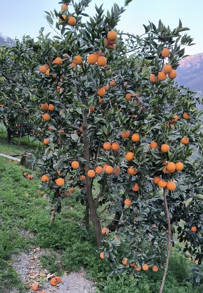 夏橙，自家种植，待成熟后出售