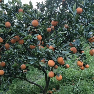 夏橙，自家种植，待成熟后出售