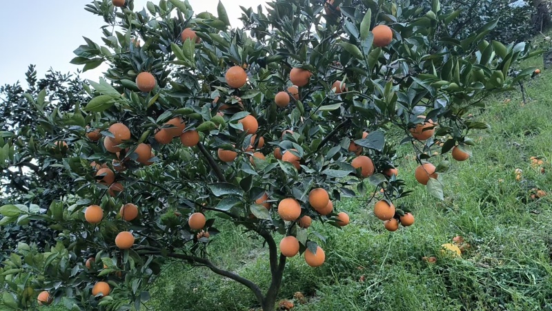 夏橙，自家种植，待成熟后出售