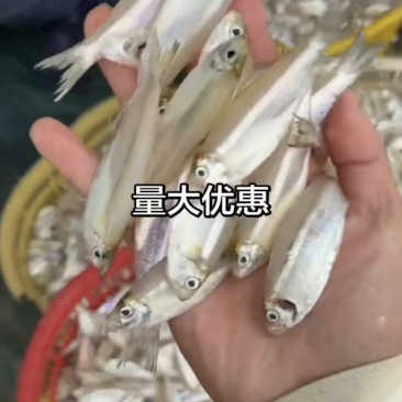 白帆鱼