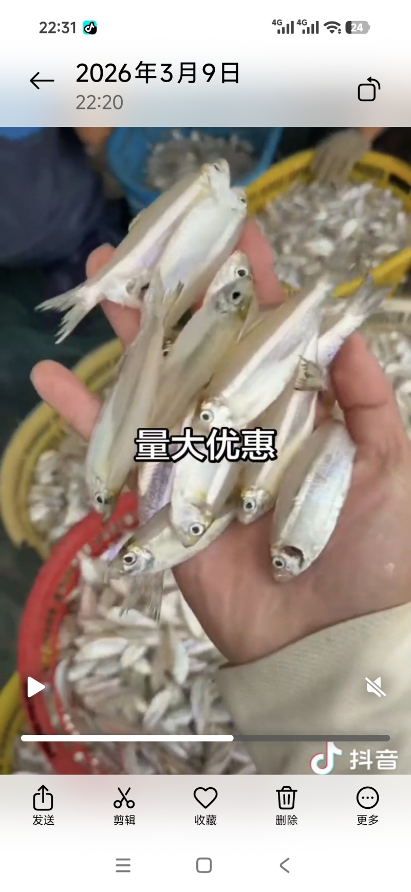 白帆鱼