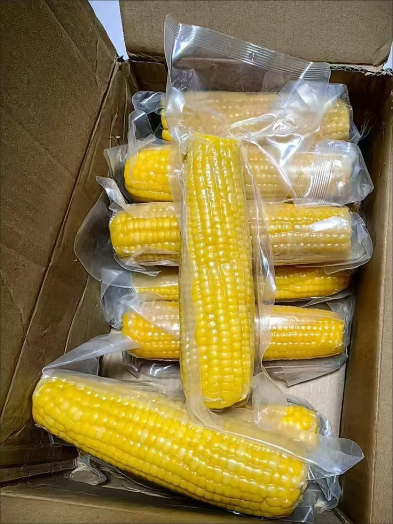 东北糯玉米源头供应一件代发
