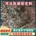 河北赵县梨花粉产地直发品质保证欢迎来电选购