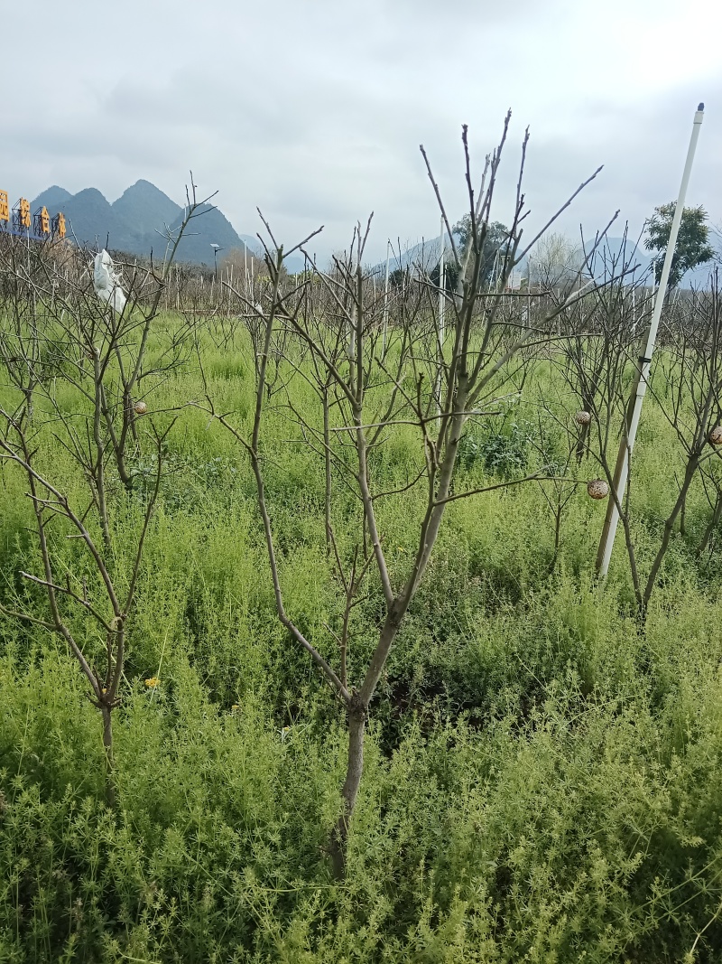 精选大秋柿子苗广西基地直供成活率高全国发货欢迎订购