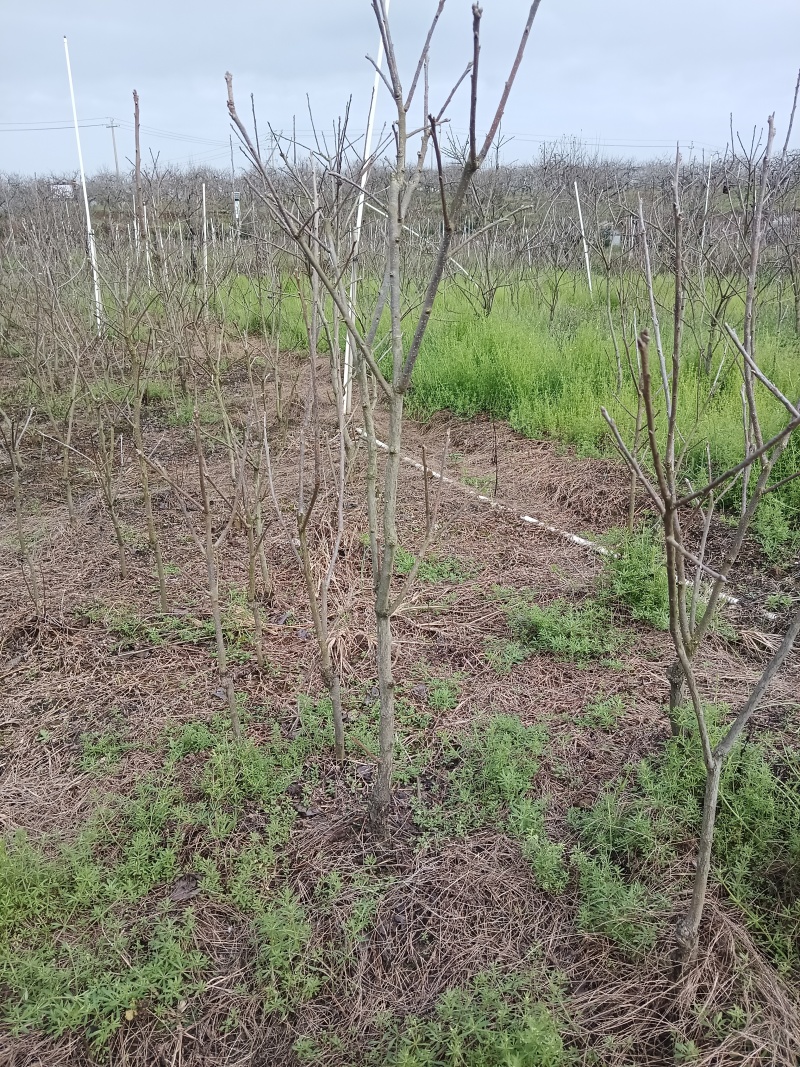 精选大秋柿子苗广西基地直供成活率高全国发货欢迎订购