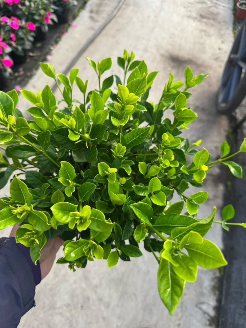 栀子花