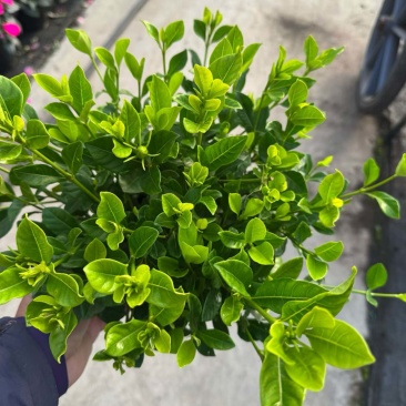 栀子花