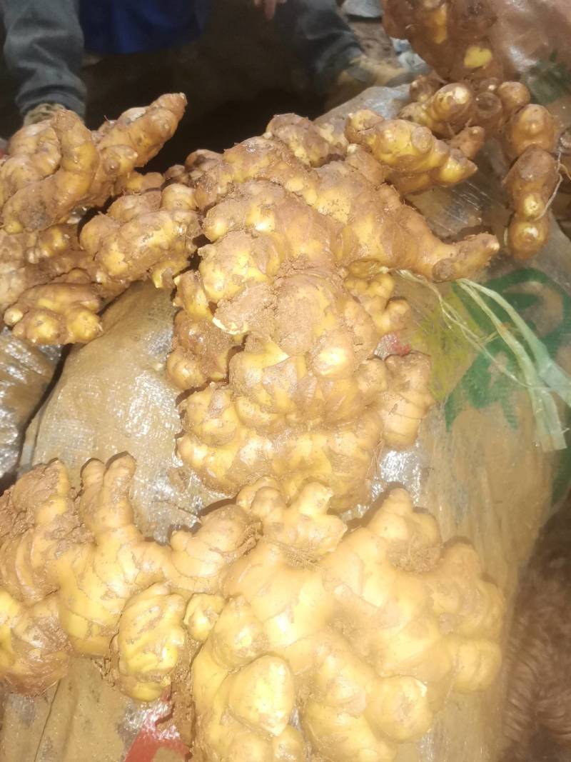 小黄姜二黄姜都有