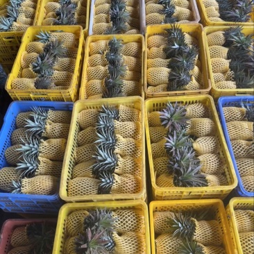 金砖凤梨一件代发源头直发，欢迎商超，电商，直播老板砸单