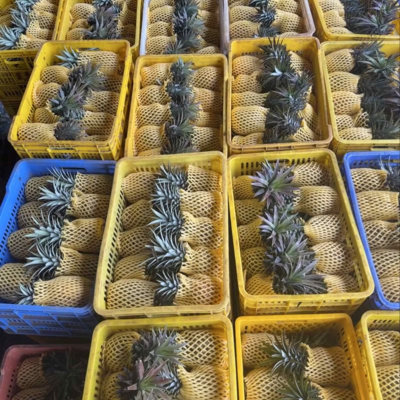 金砖凤梨一件代发源头直发，欢迎商超，电商，直播老板砸单