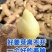 山东姜种山农一号368高产抗病毒专业技术指导保证质量
