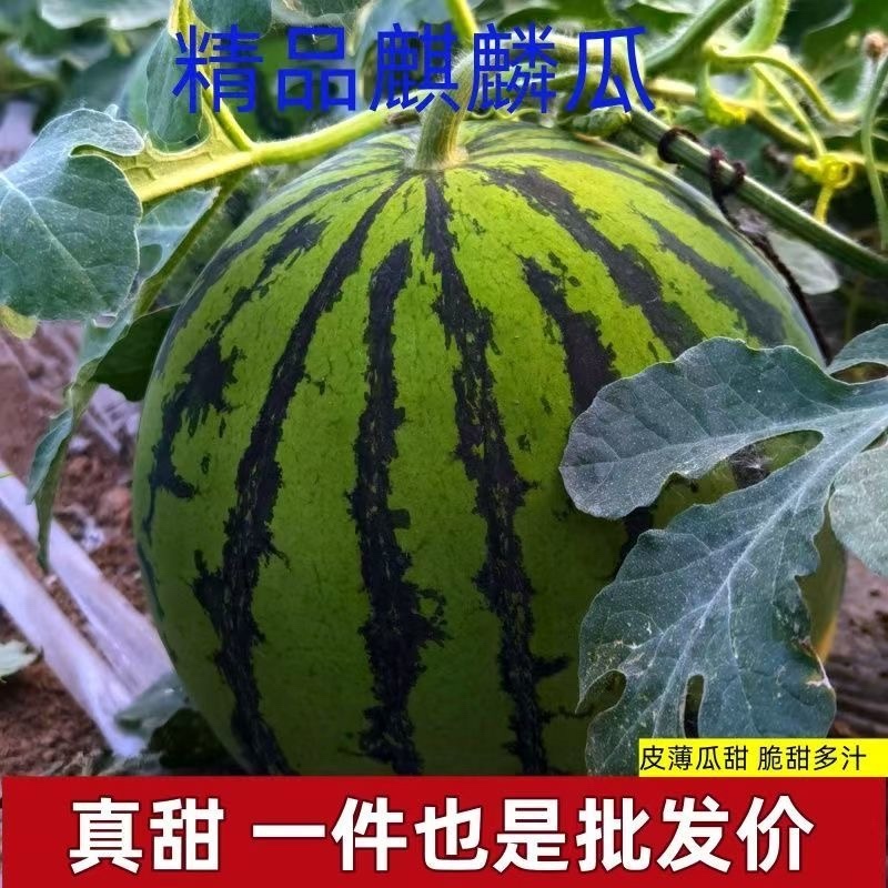 麒麟西瓜/产区直发/货源充足/大量有货
