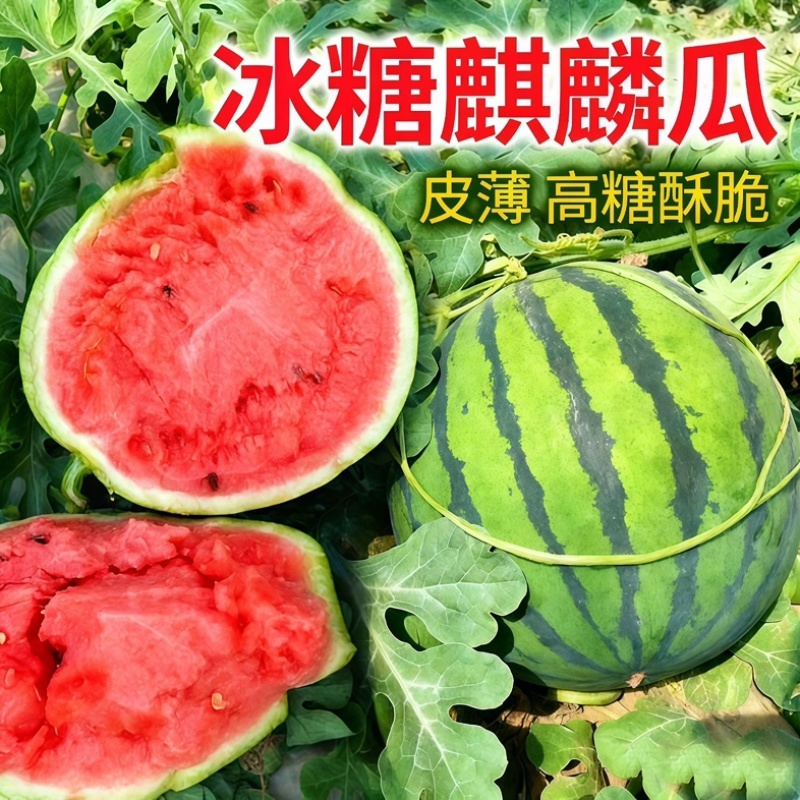 麒麟西瓜/产区直发/货源充足/大量有货