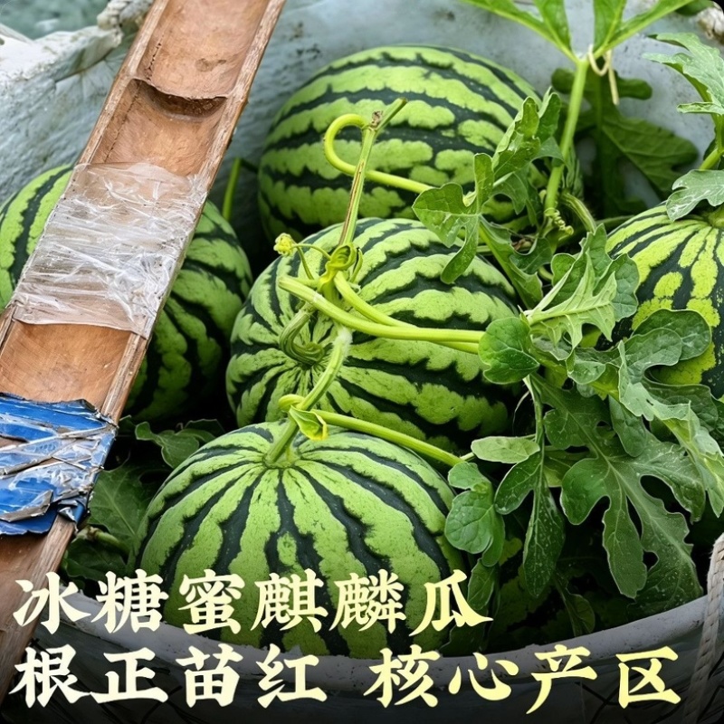 麒麟西瓜/产区直发/货源充足/大量有货