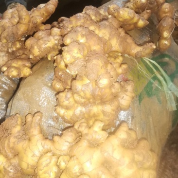 小黄姜二黄姜都有
