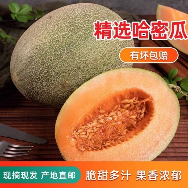 海南哈密瓜/晓蜜25号哈密瓜/海南网文瓜/货源充足