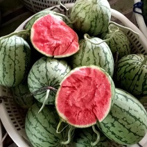 （四川口口脆西瓜）小糖丸西瓜/小吊瓜/大棚种植欢迎来电