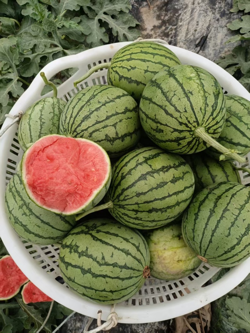 （四川口口脆西瓜）小糖丸西瓜/小吊瓜/大棚种植欢迎来电