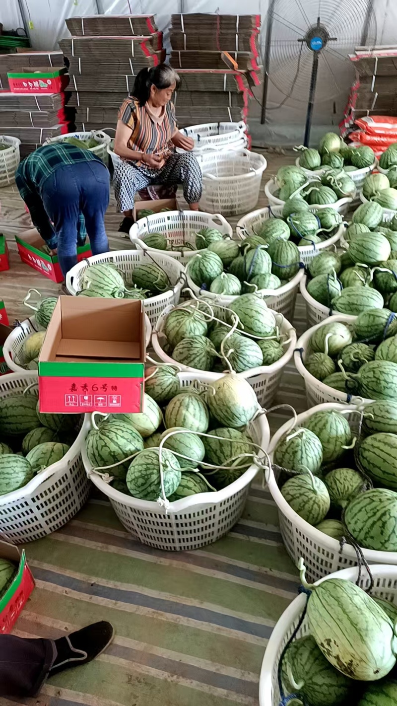 （四川口口脆西瓜）小糖丸西瓜/小吊瓜/大棚种植欢迎来电