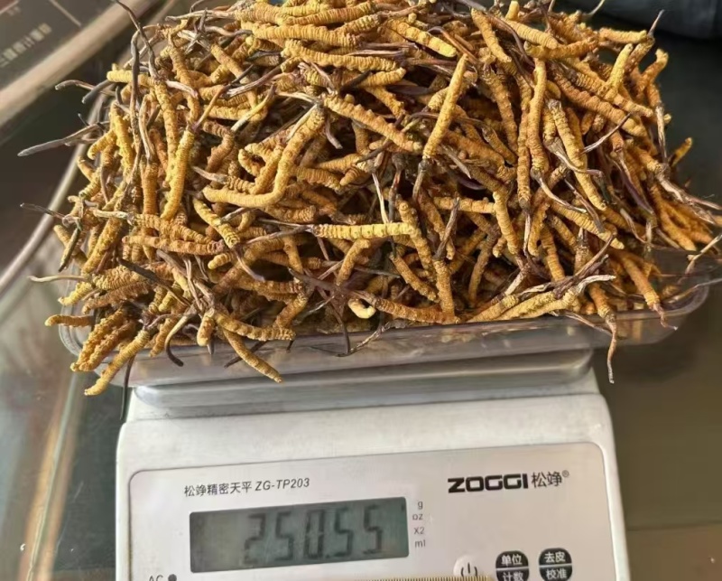 长期供应超高性价比的虫草正宗纯正冬虫夏草品质值得信赖