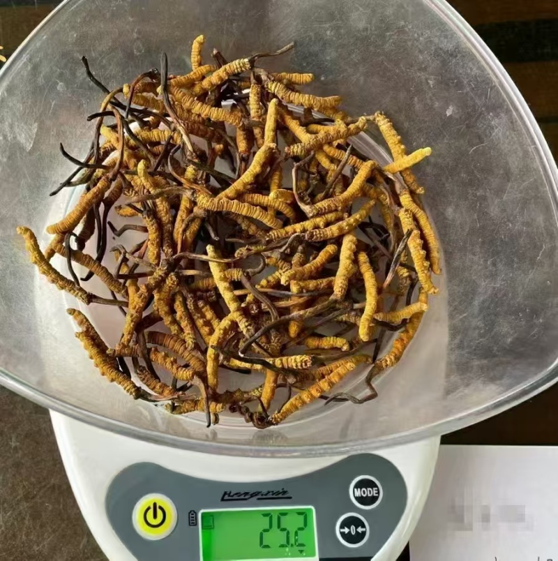 长期供应超高性价比的虫草正宗纯正冬虫夏草品质值得信赖