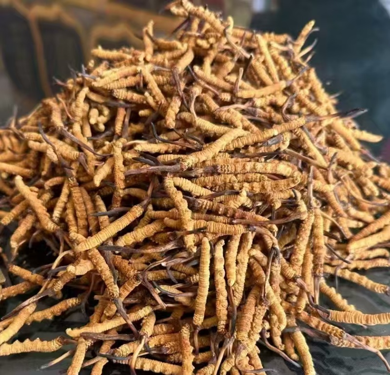 长期供应超高性价比的虫草正宗纯正冬虫夏草品质值得信赖