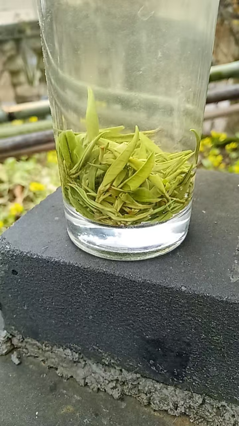 湘西黄金茶