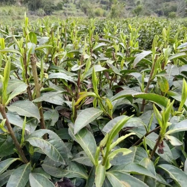 湘西黄金茶