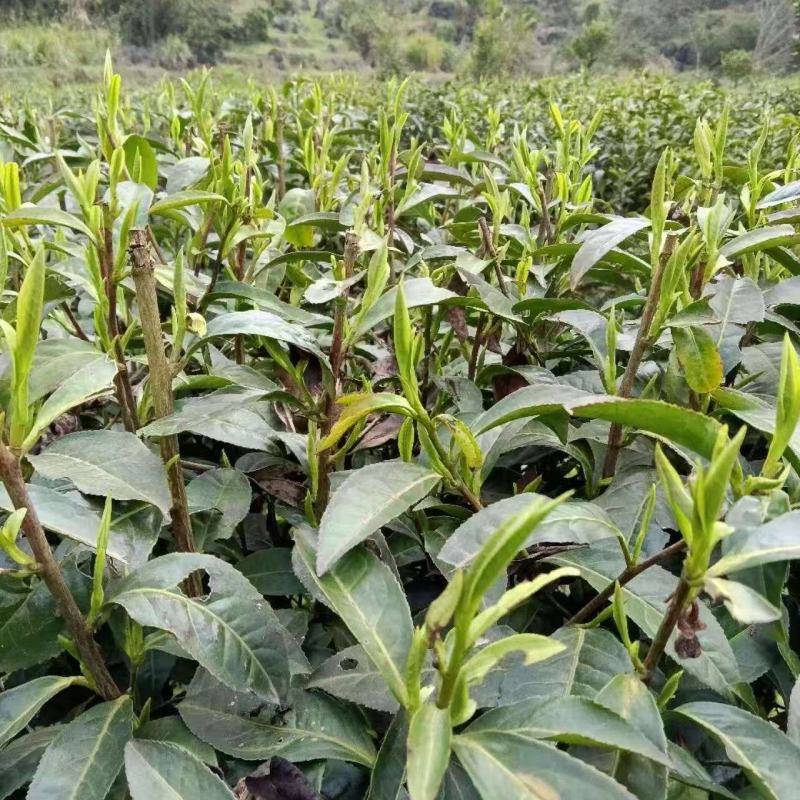 湘西黄金茶
