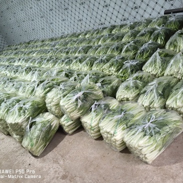 荆州本地小白菜，上海青，广东菜心