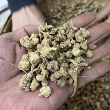 珠子参
