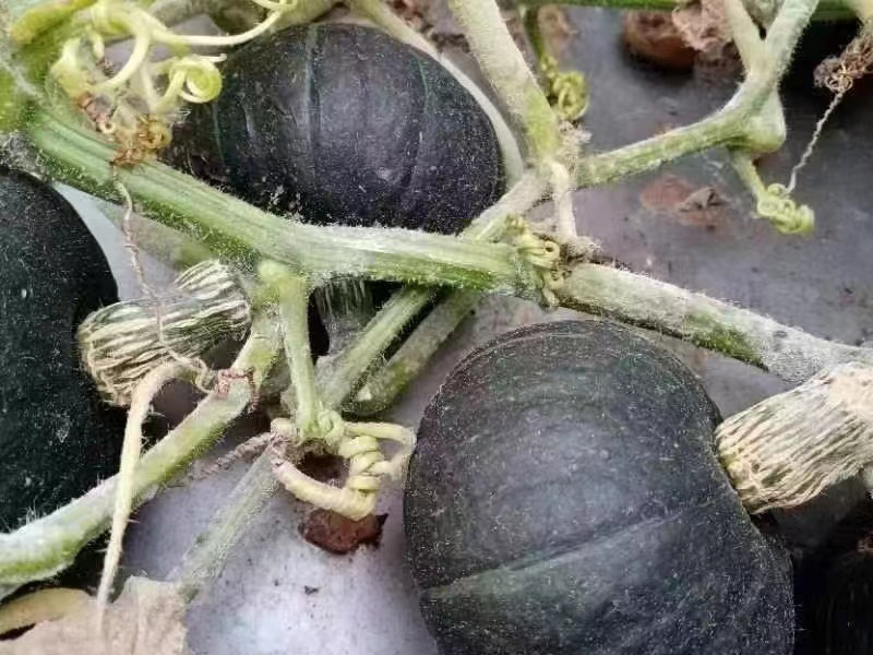 精品贝贝，承接各类批发市场商超电商，货源充足，保质保量！