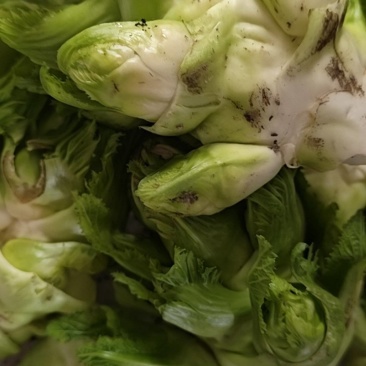 新鲜的儿菜小量500斤，有没有采购的