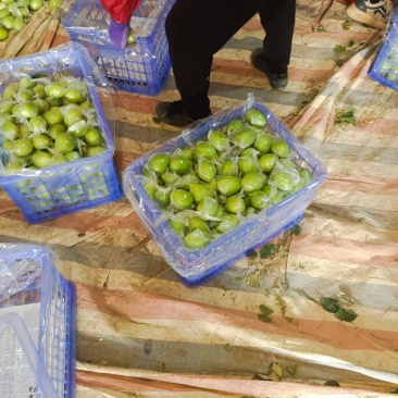 金桃枣和牛奶枣大量有货，专业代收，进店联系我，谢谢