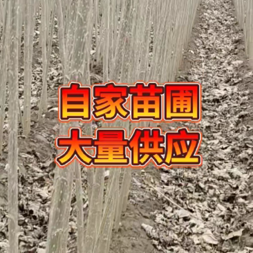 107无絮杨树苗