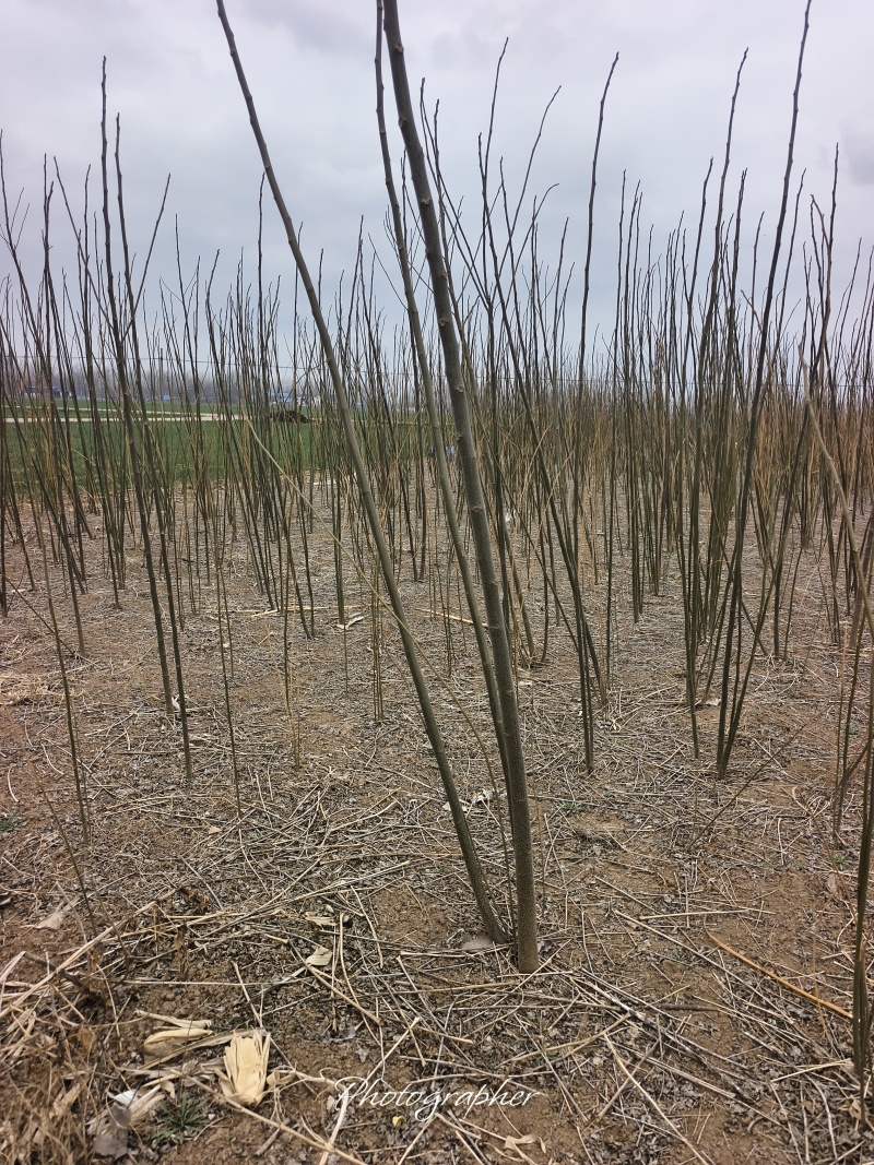 处理苦练苗
