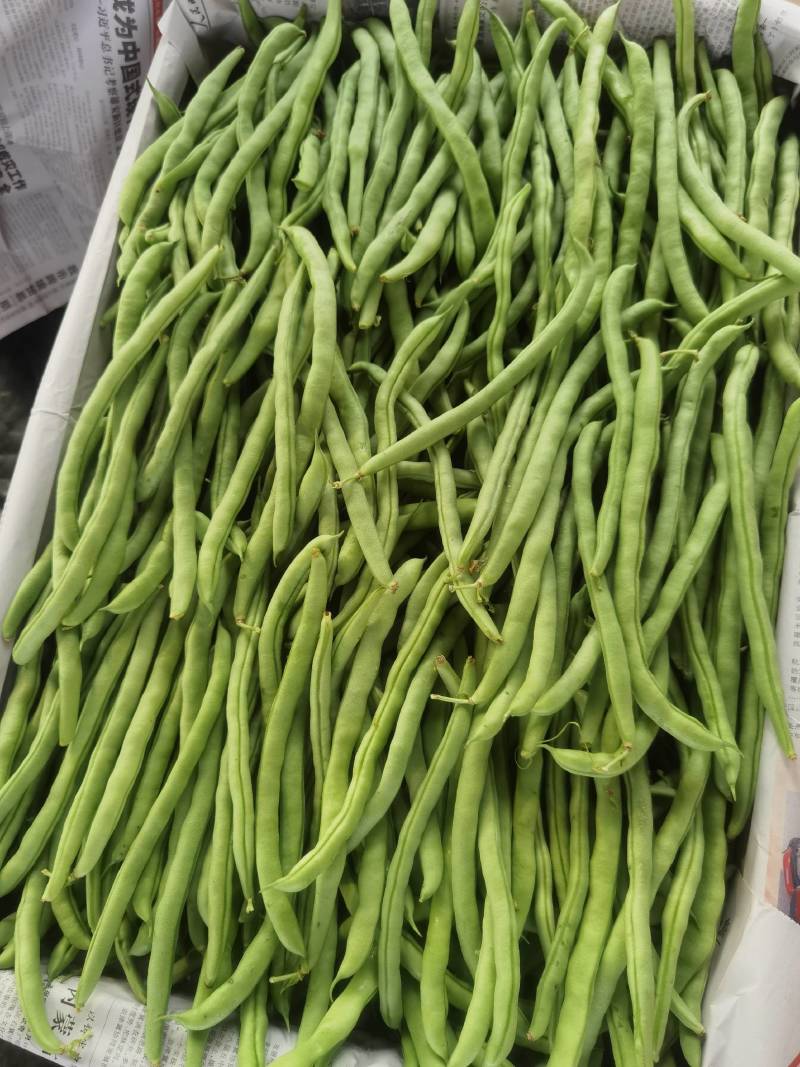 广西横县四季豆新品上市