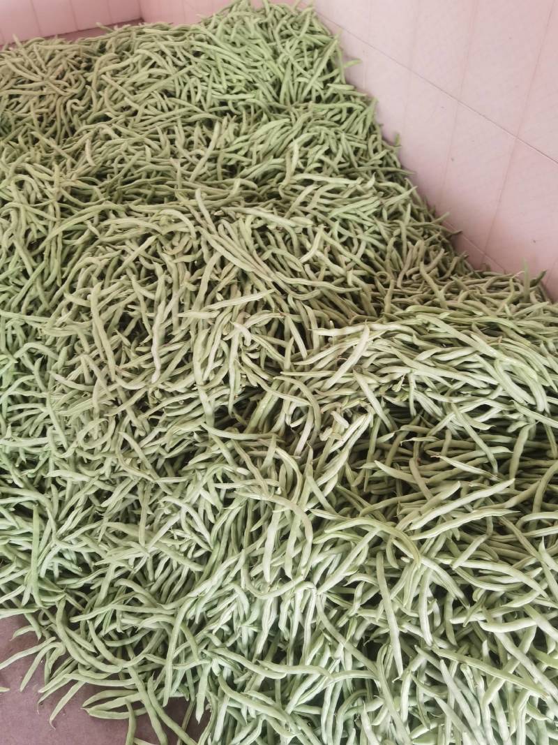 广西横县四季豆新品上市