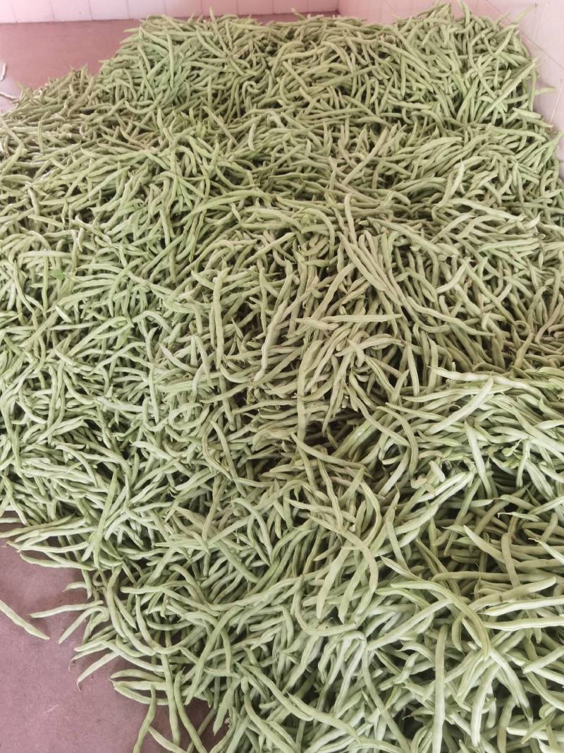 广西横县四季豆新品上市